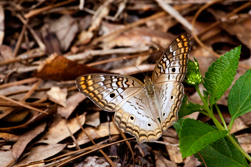 White Peacock, Jacksonville, Florida