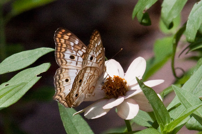 White Peacock, Jacksonville, Florida