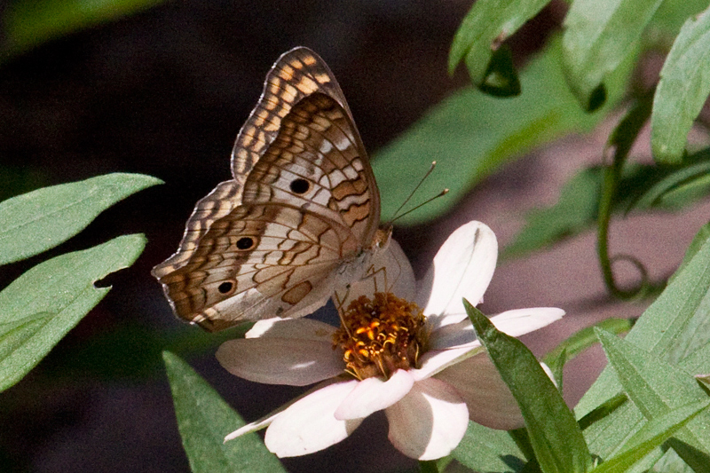 White Peacock, Jacksonville, Florida