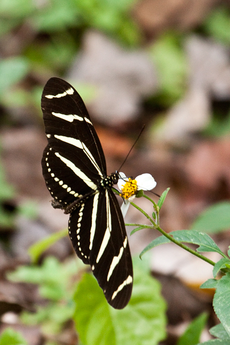 Zebra Butterfly, (Zebra Longwing), Jacksonville, Florida