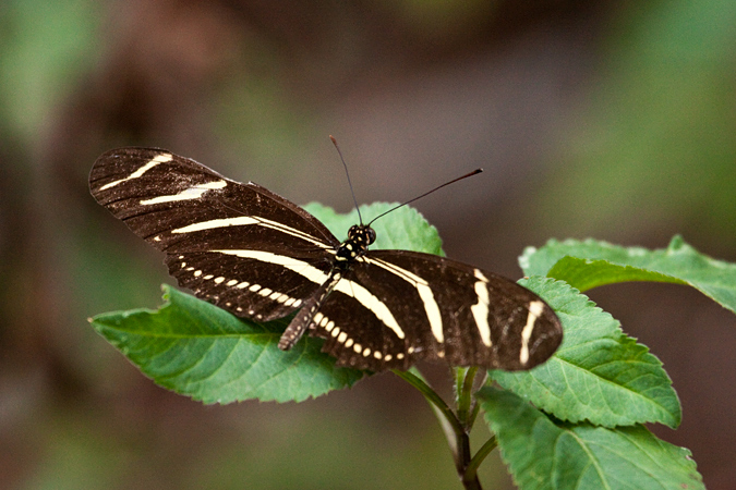 Zebra Butterfly, (Zebra Longwing), Jacksonville, Florida