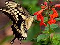 Giant Swallowtail