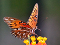 Gulf Fritillary