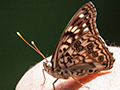 Hackberry Emperor