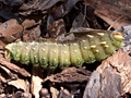 Imperial Moth Caterpillar