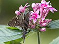 Long-tailed Skipper