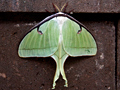 Luna Moth