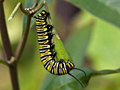 Monarch Caterpillar