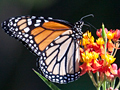 Monarch Butterfly