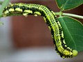 Orange-barred Sulphur Caterpillar