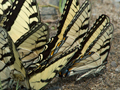 Eastern Tiger Swallowtail