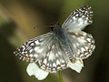 Tropical Checkered-Skipper