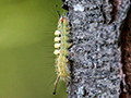 White-marked Tussock Moth, Great Captains Island, Greenwich, Connecticut