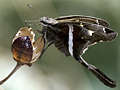 White-striped Longtail