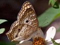 White Peacock