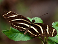 Zebra (Zebra Longwing)