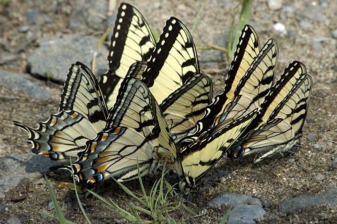 Eastern Tiger Swallowtail, Fort Montgomery, New York