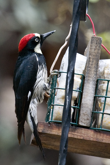 Acorn Woodpecker, Madera Canyon, Arizona