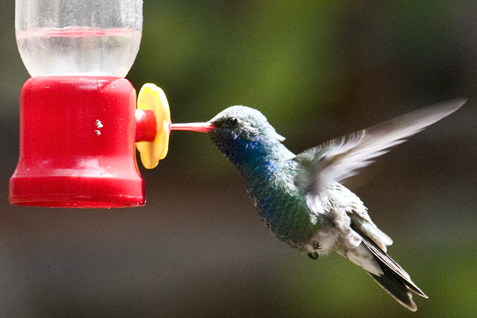 Broad-billed Hummingbird, Madera Canyon, Texas