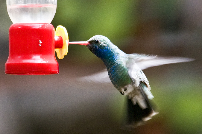 Broad-billed Hummingbird, Madera Canyon, Texas