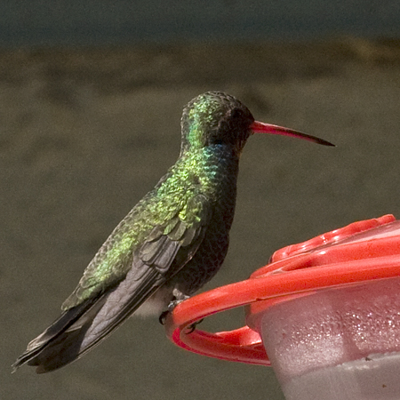 Broad-billed Hummingbird, Patagonia, Arizona