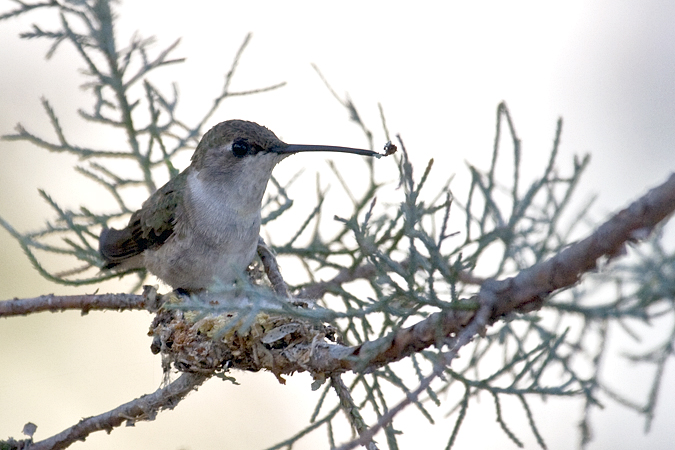 Black-chinned Hummingbird constructing nest, Madera Canyon, Arizona