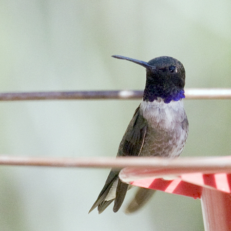 Black-chinned Hummingbird, Portal, Arizona