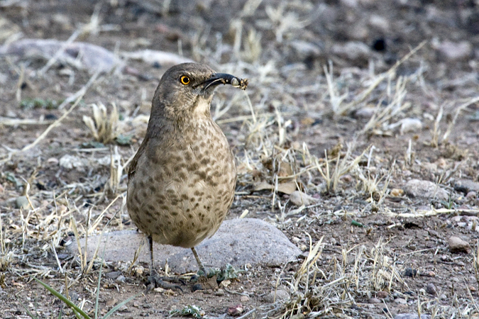 Curve-billed Thrasher, Portal, Arizona