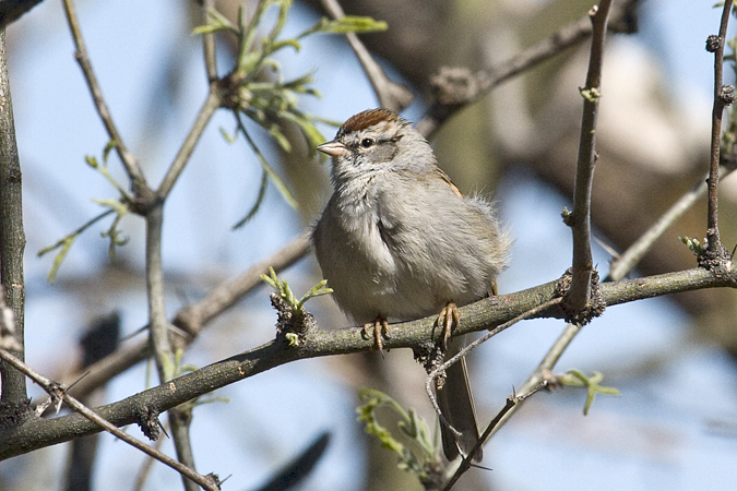 Chipping Sparrow, Madera Canyon, Arizona