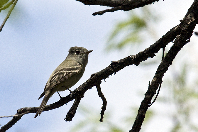 Cordilleran Flycatcher, Florida Trail, Coronado National Forest, Arizona