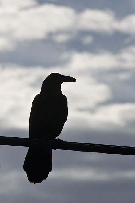 Common Raven, Patagonia-Sonoita Creek Preserve, Patagonia, Arizona