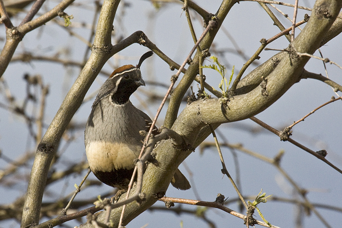 Gambel's Quail, Sierra Vista, Arizona