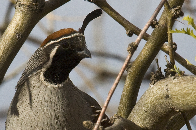 Gambel's Quail, Sierra Vista, Arizona