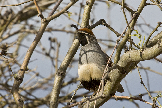 Gambel's Quail, Sierra Vista, Arizona