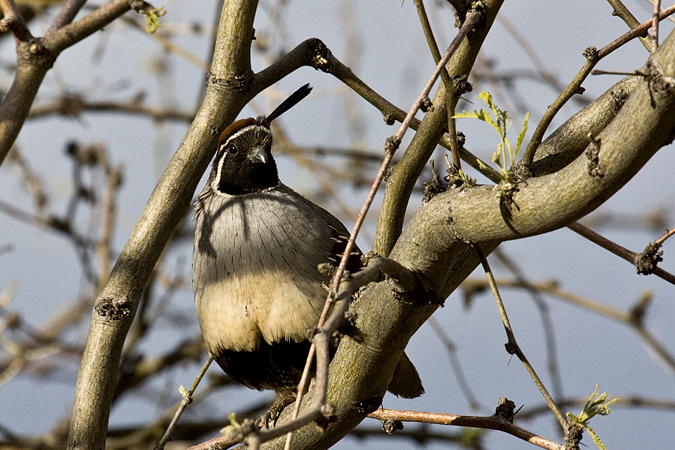 Gambel's Quail, Sierra Vista, Arizona