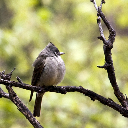 Greater Pewee, Madera Canyon, Arizona