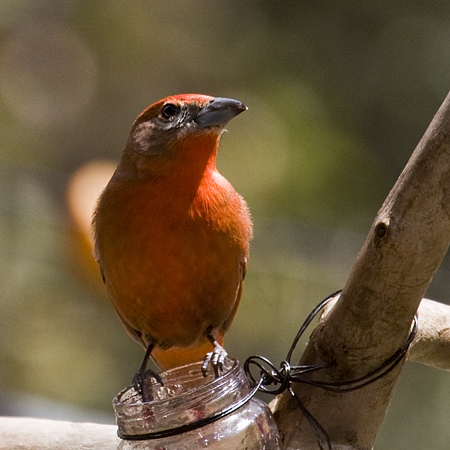 Hepatic Tanager, Madera Canyon, Arizona