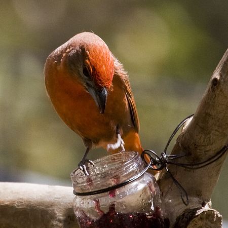 Hepatic Tanager, Madera Canyon, Arizona