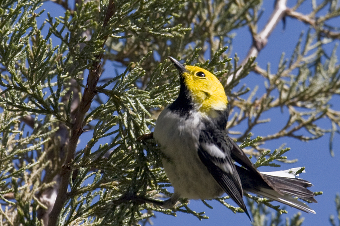 Hermit Warbler, Madera Canyon, Arizona