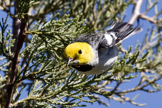 Hermit Warbler, Madera Canyon, Arizona