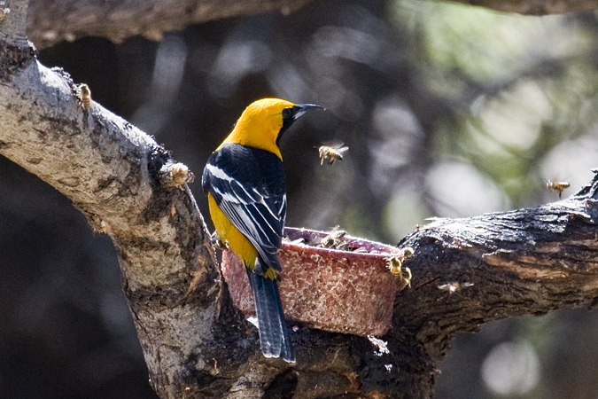 Hooded Oriole, Hereford, Arizona