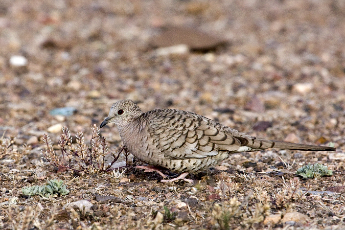 Inca Dove, Patagonia-Sonoita Creek Sanctuary, Patagonia, Arizona