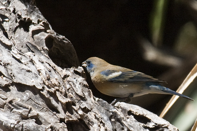 Lazuli Bunting, Hereford, Arizona