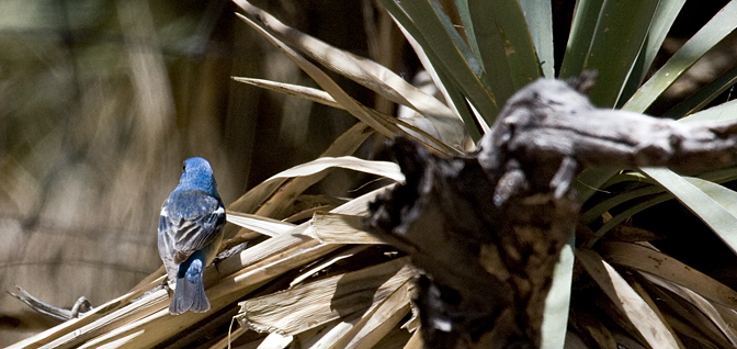 Lazuli Bunting, Hereford, Arizona