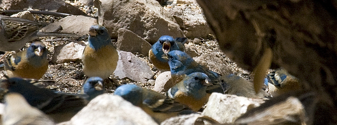 Lazuli Bunting, Hereford, Arizona