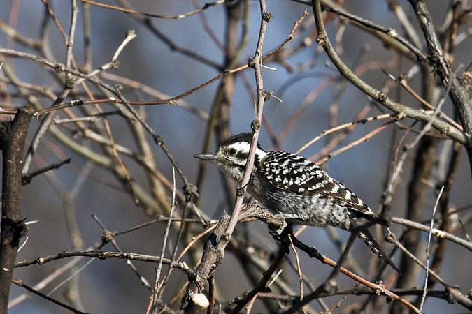 Ladder-backed Woodpecker, Arivaca Cienega, Pima County, Arizona