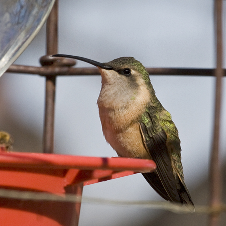 Lucifer Hummingbird, Hereford, Arizona