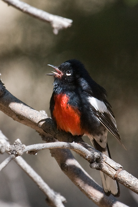 Painted Redstart, Madera Canyon, Arizona