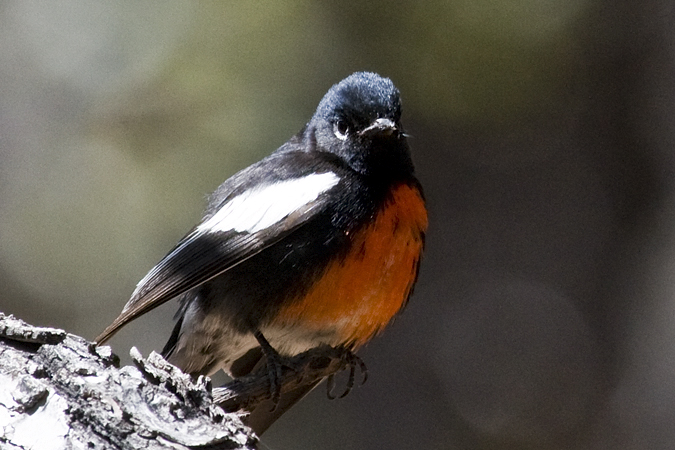 Painted Redstart, Fort Huachuca, Arizona