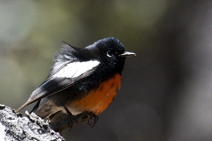 Painted Redstart, Fort Huachuca, Arizona